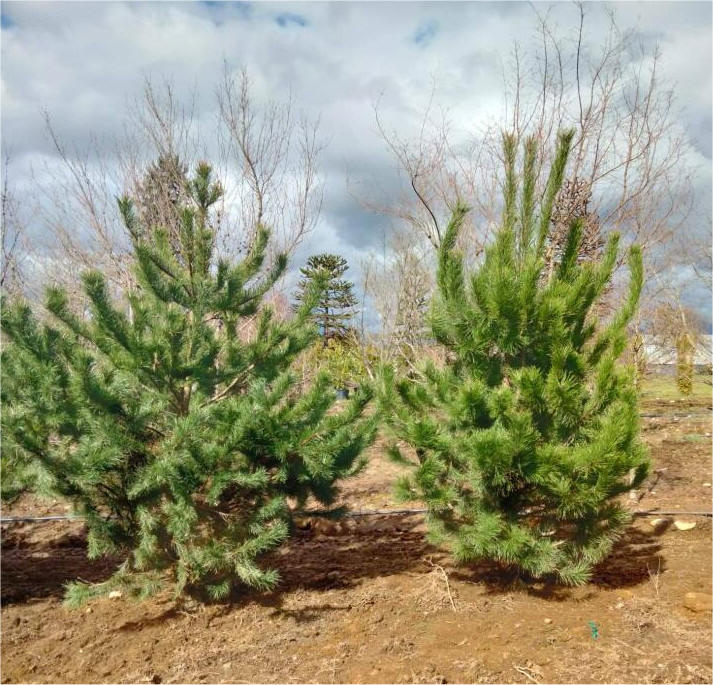 Shore Pine Snohomish, WA Tree Farm